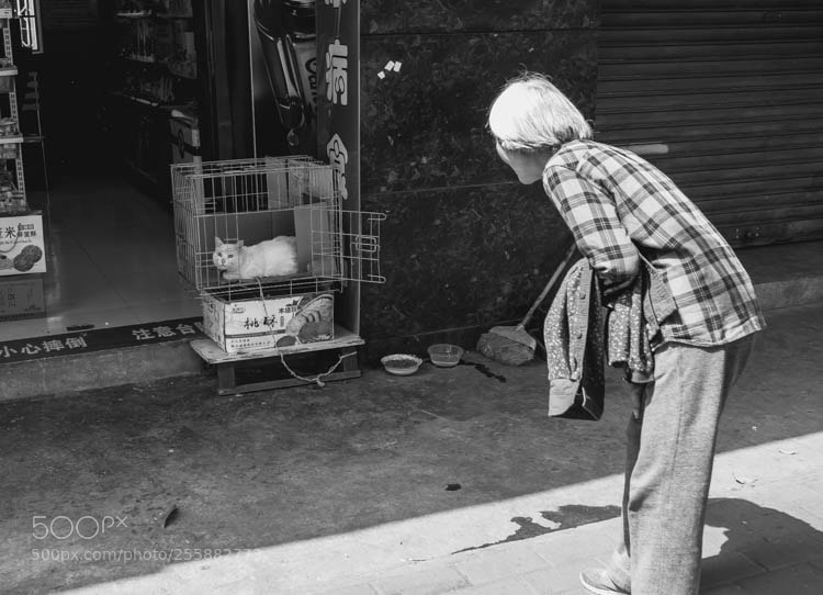 Fujifilm X-Pro2 sample photo. Hello cat photography