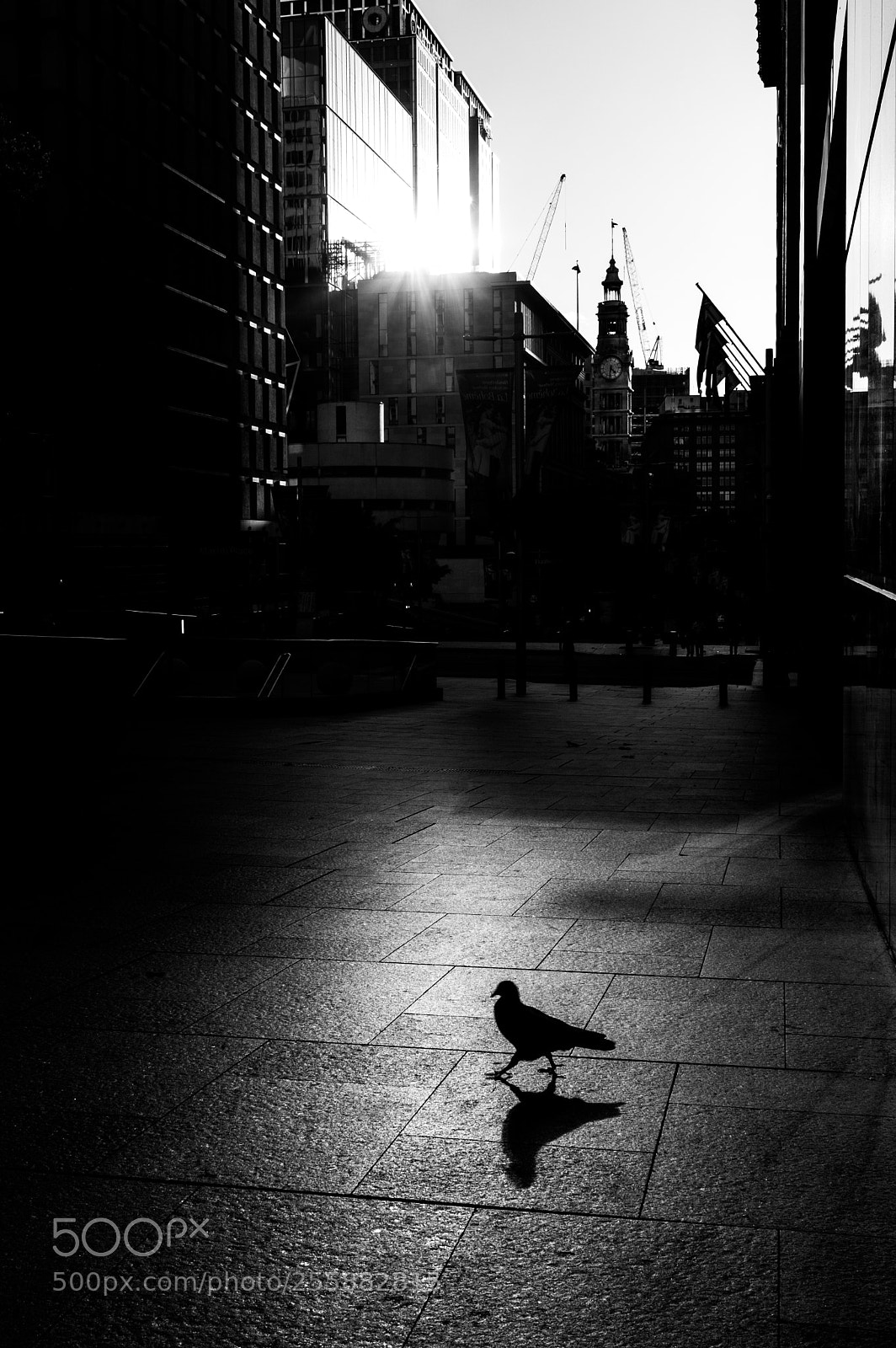 Fujifilm X100F sample photo. Sydney - unexpected protagonists photography