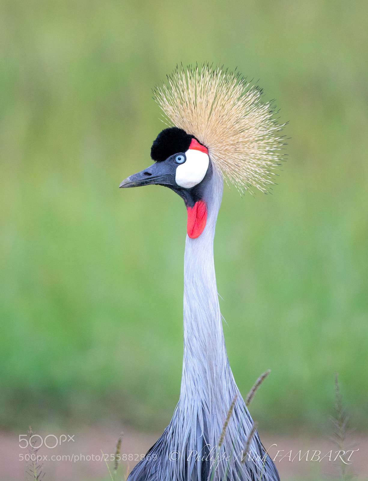 Canon EOS 5D Mark IV sample photo. Crane crowned, masai mara photography