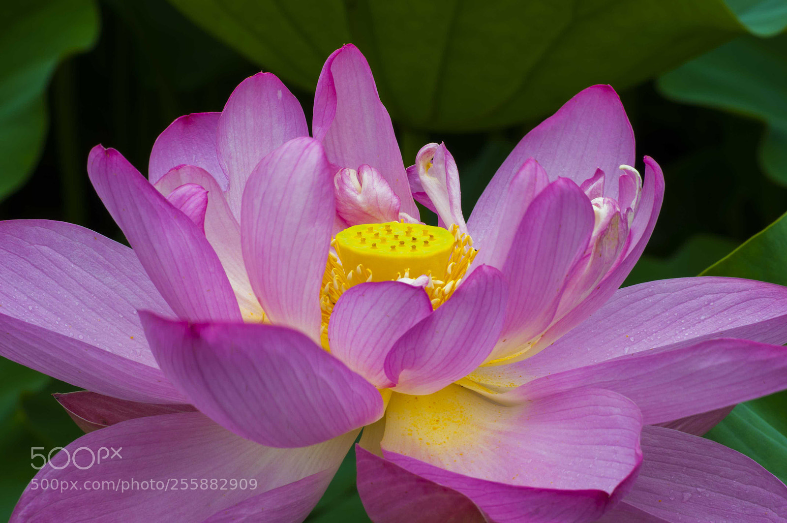 Nikon D300 sample photo. Wonderful photography