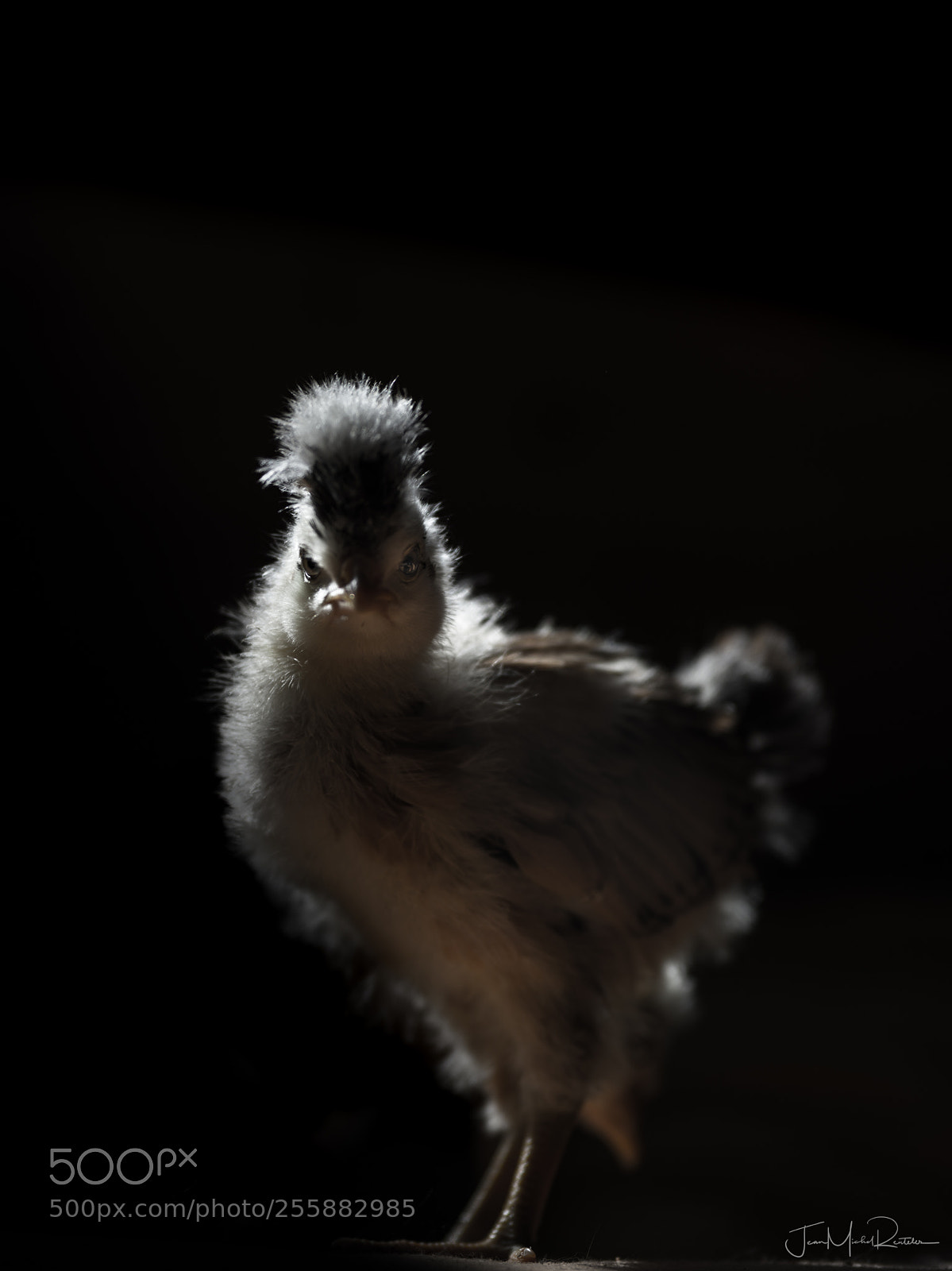 Hasselblad X1D-50c sample photo. Kuck ze system! photography
