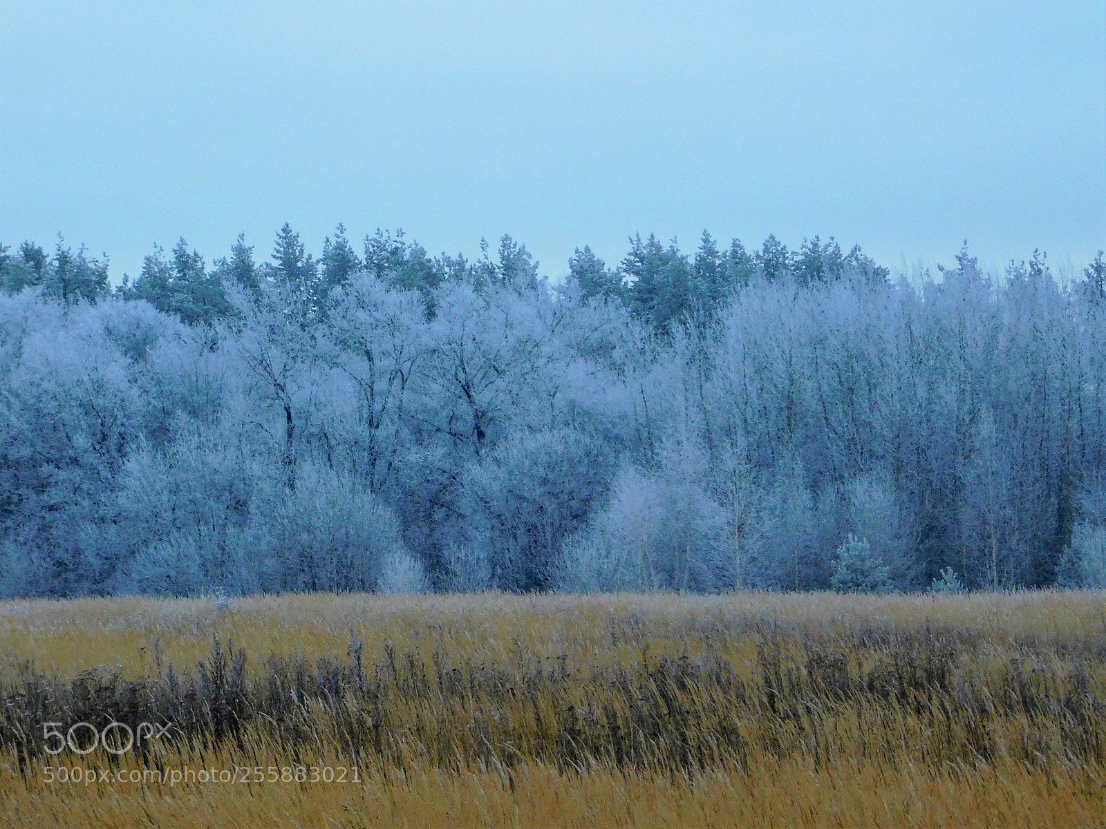 Nikon Coolpix B500 sample photo. Innopolis nature photography