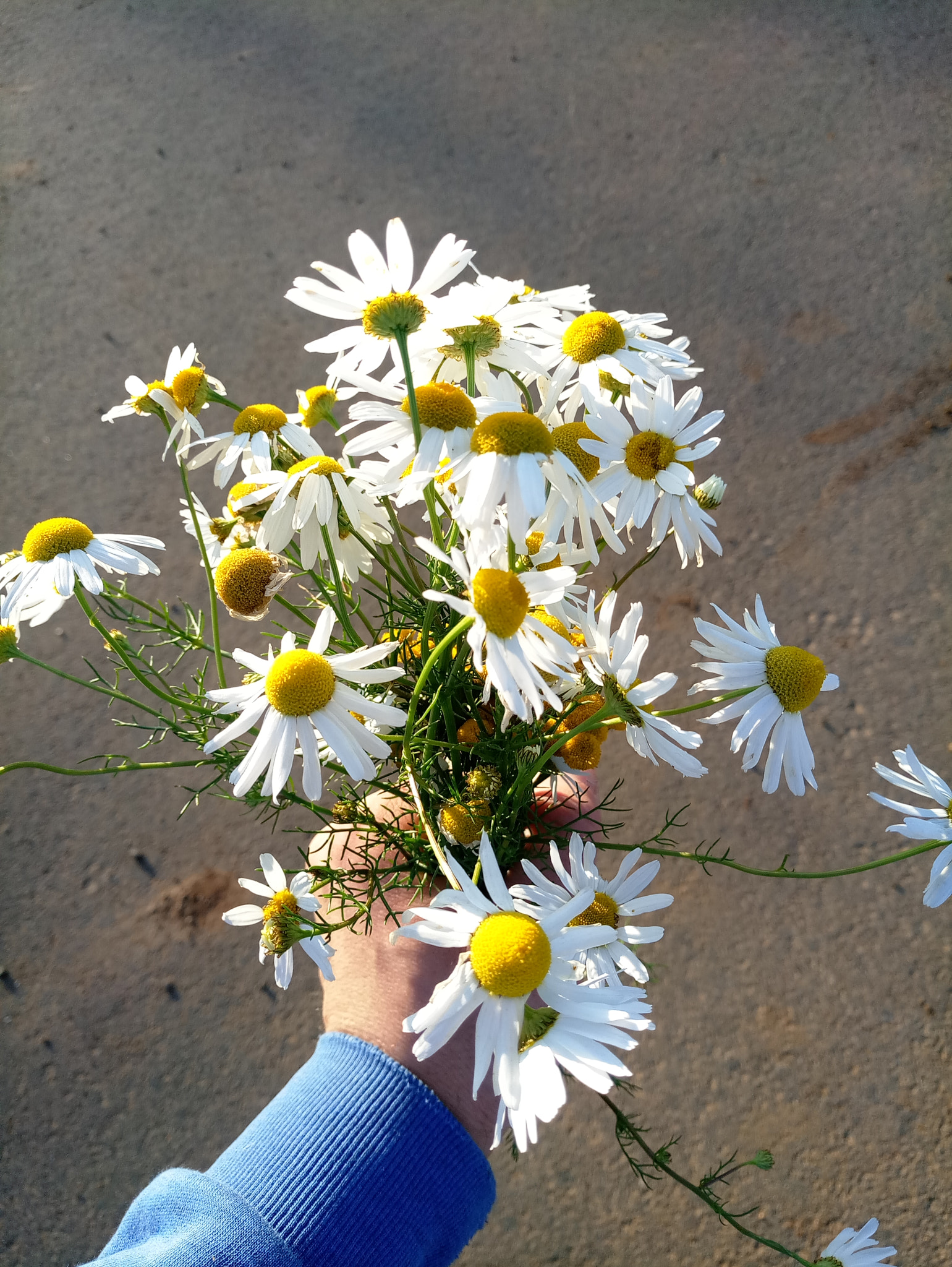 Meizu MX6 sample photo. Innopolis nature photography