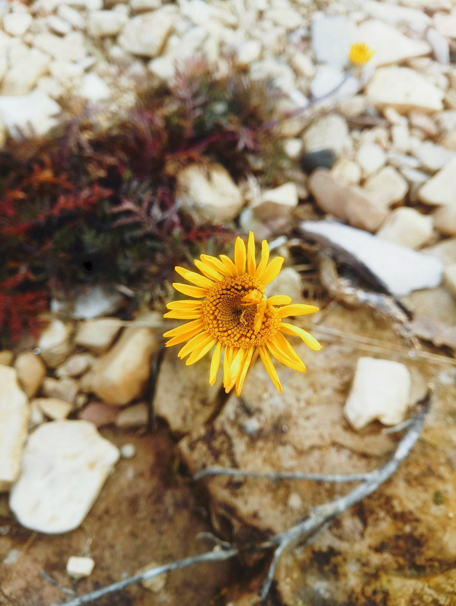 Meizu MX6 sample photo. Innopolis nature photography
