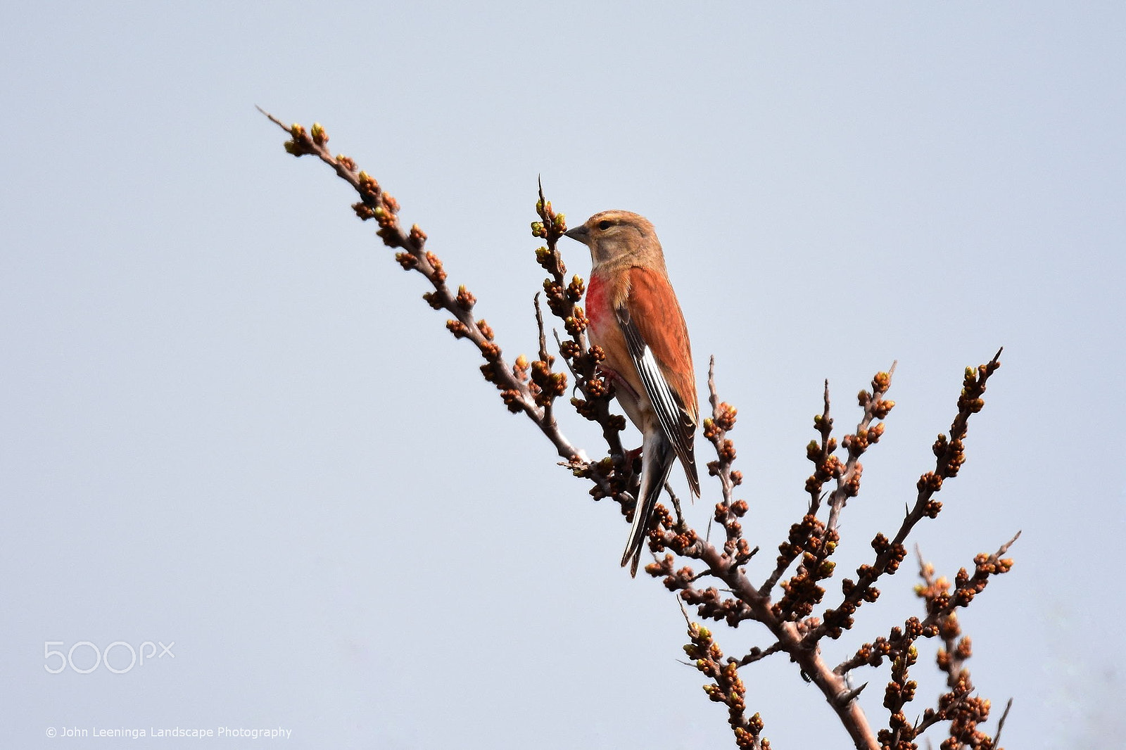 Nikon D7200 sample photo. Linnet on sea buckthorn photography