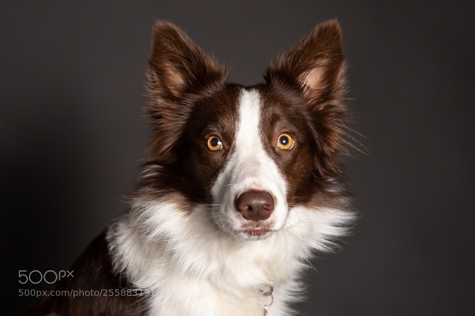 Canon EOS 6D Mark II sample photo. Australian sheperd dog close photography