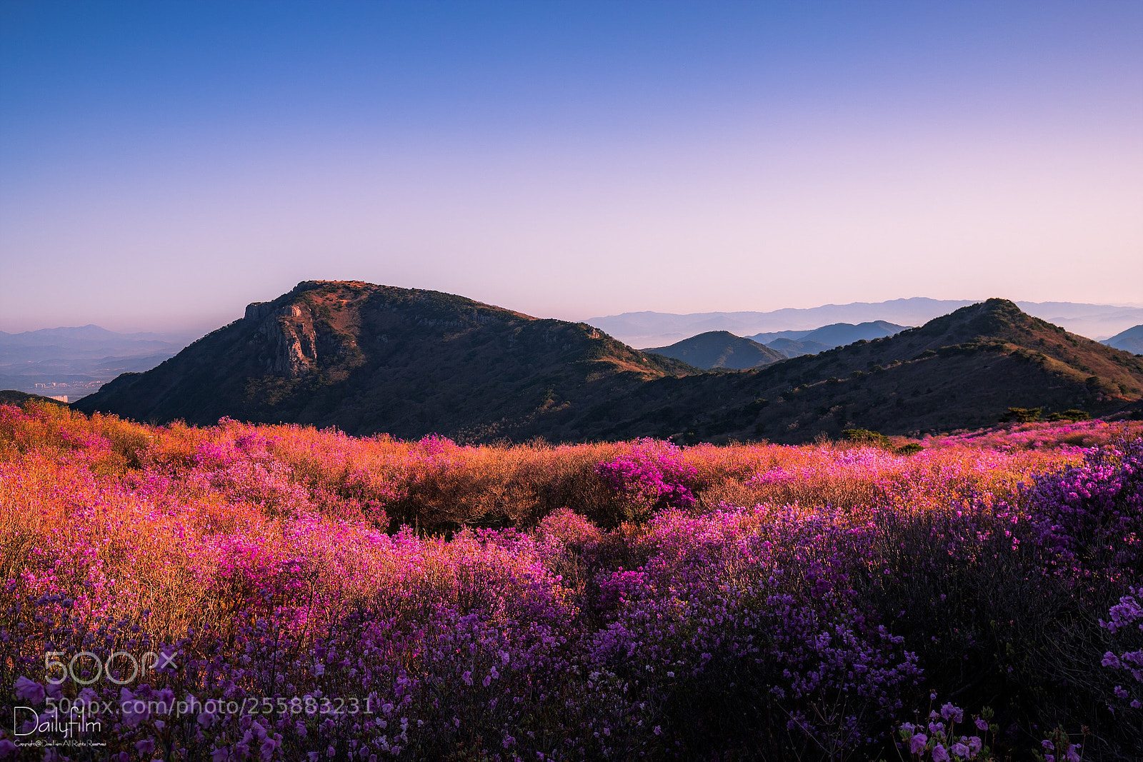 Canon EOS 6D Mark II sample photo. Azalea mountain  photography