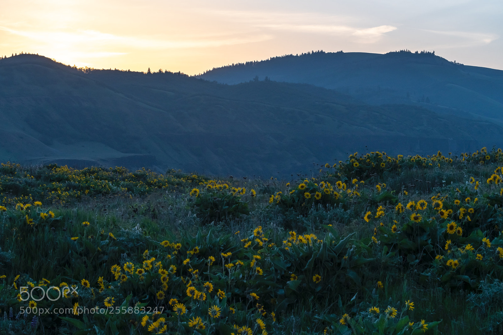 Nikon D500 sample photo. Rowena crest photography