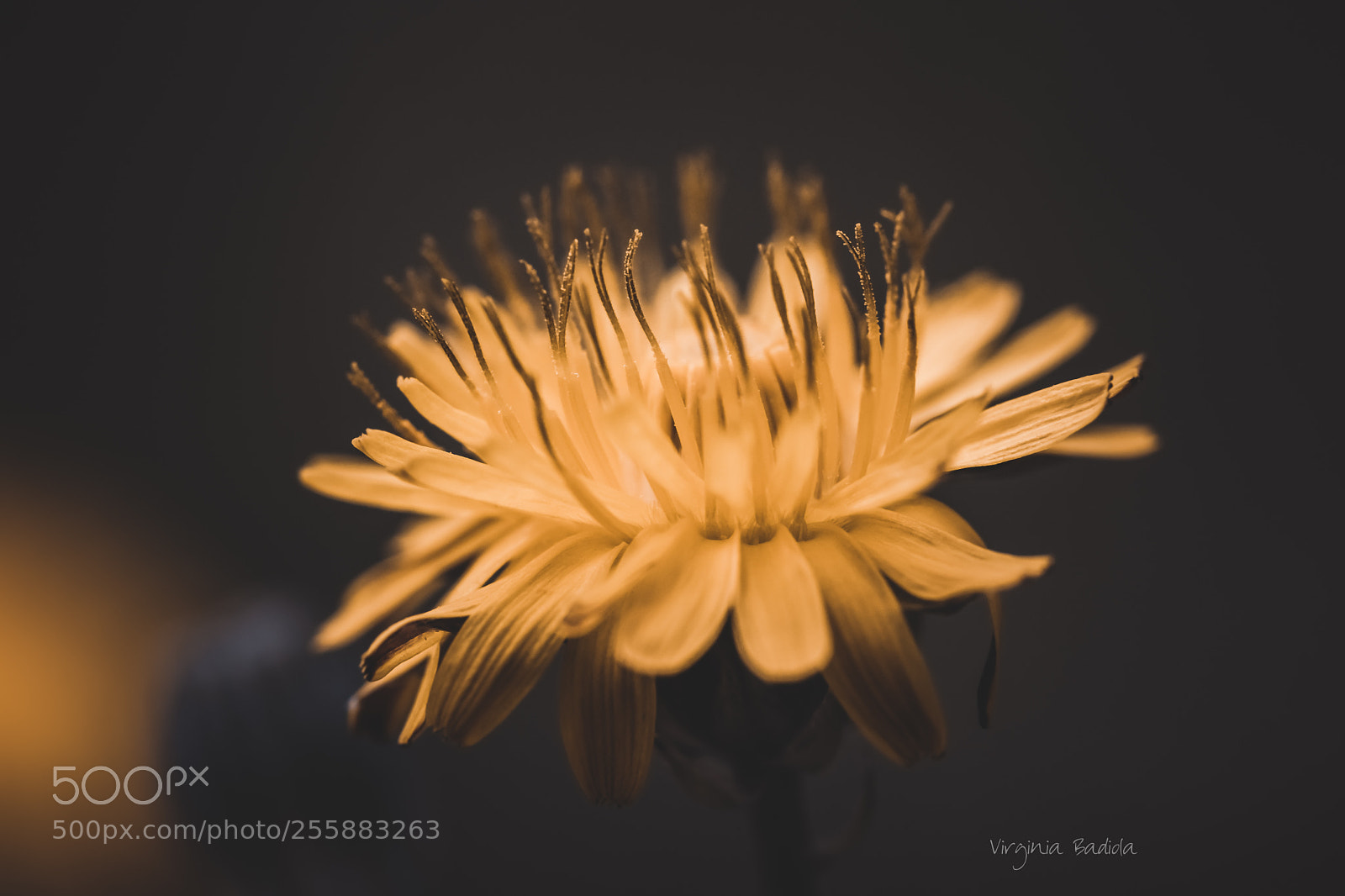 Canon EOS 80D sample photo. *** photography