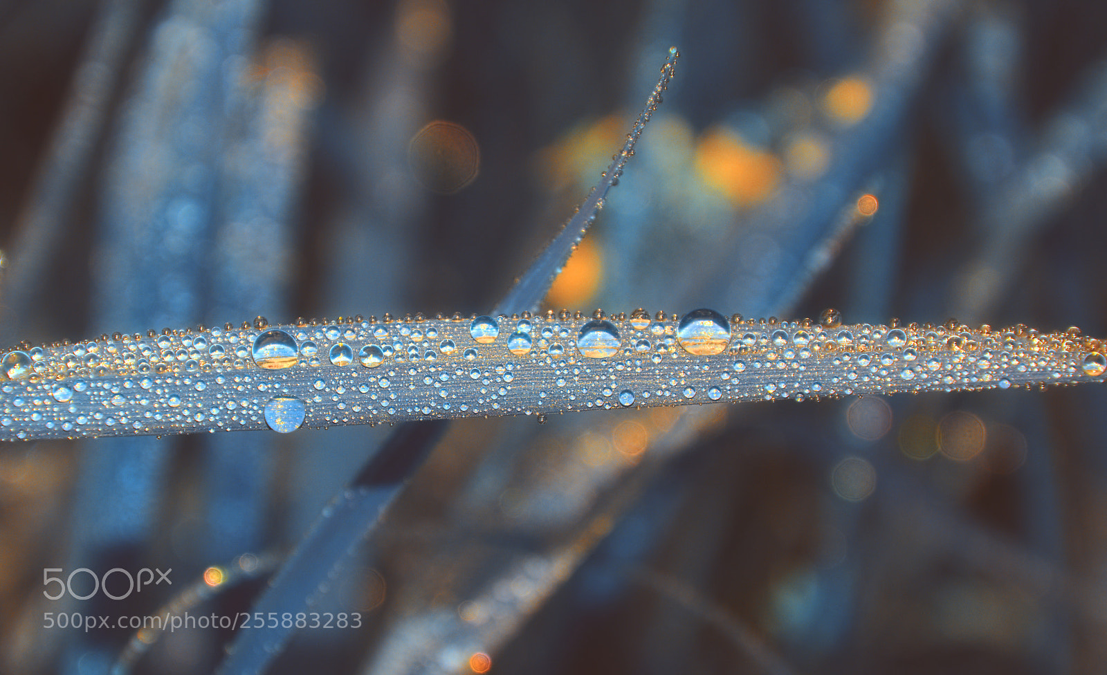 Nikon D3300 sample photo. Magic dew photography