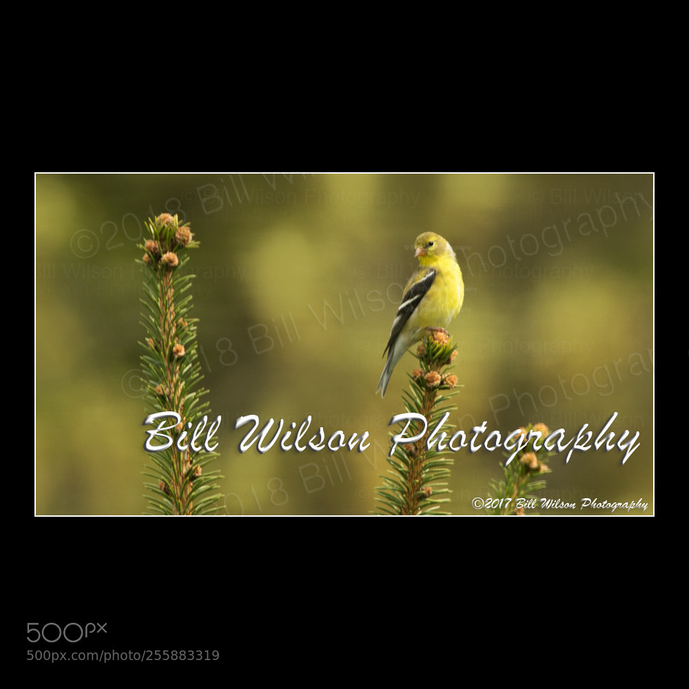 Nikon D500 sample photo. Goldfinch photography