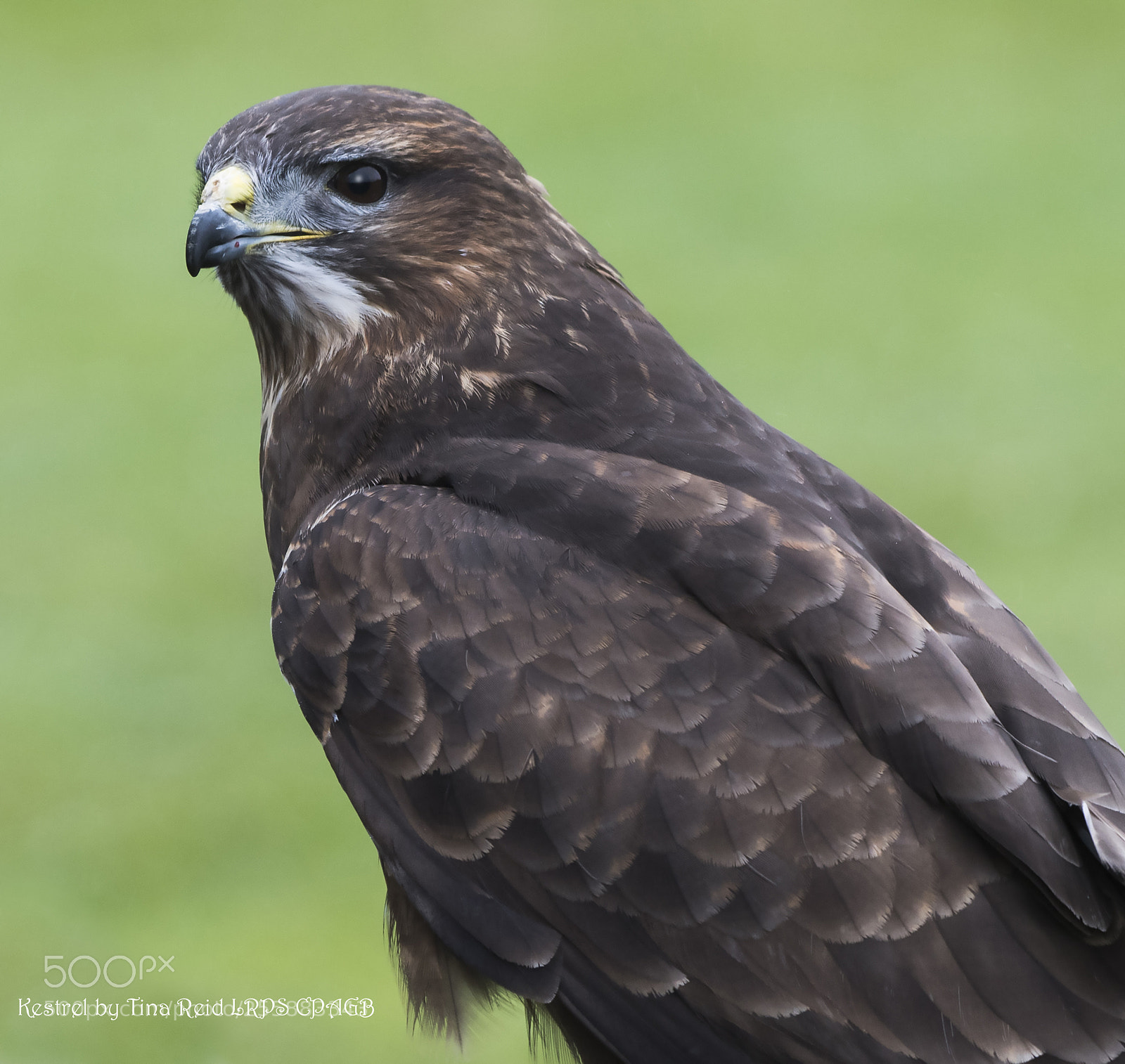 Nikon D500 sample photo. Kestrel photography