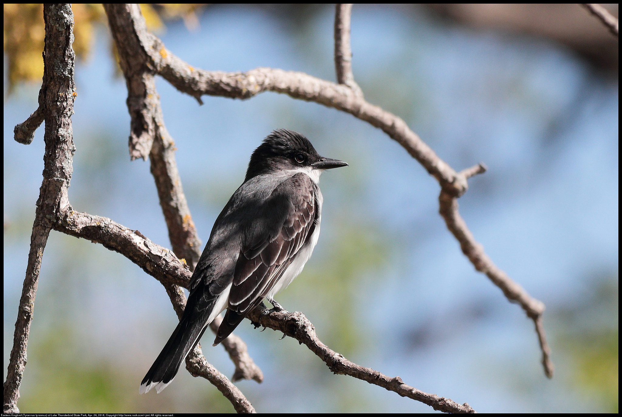 Canon EF 70-300 F4-5.6 IS II USM sample photo. Eastern kingbird (tyrannus tyrannus) photography