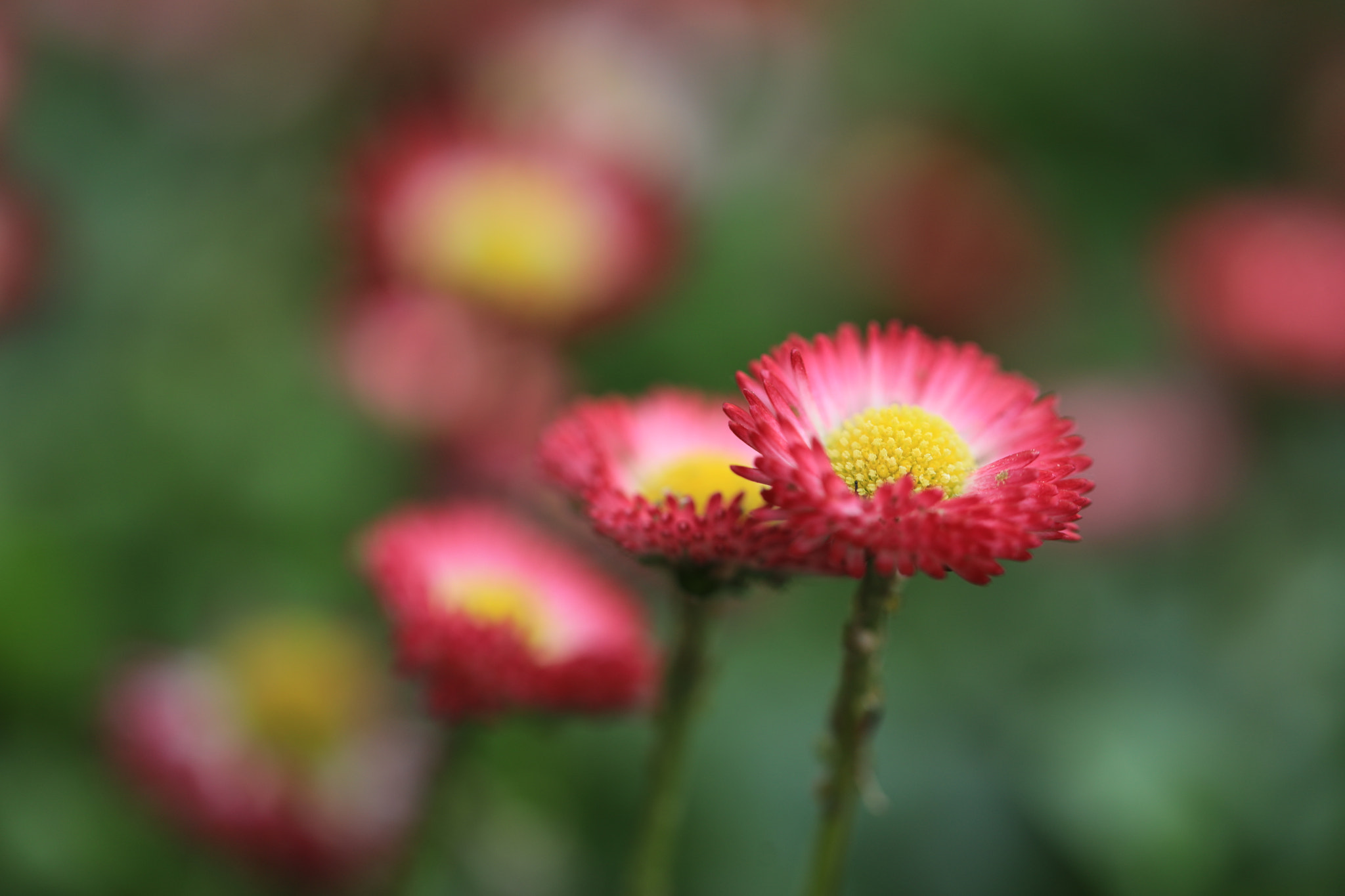Canon EF 100mm F2.8L Macro IS USM sample photo. English daisy photography