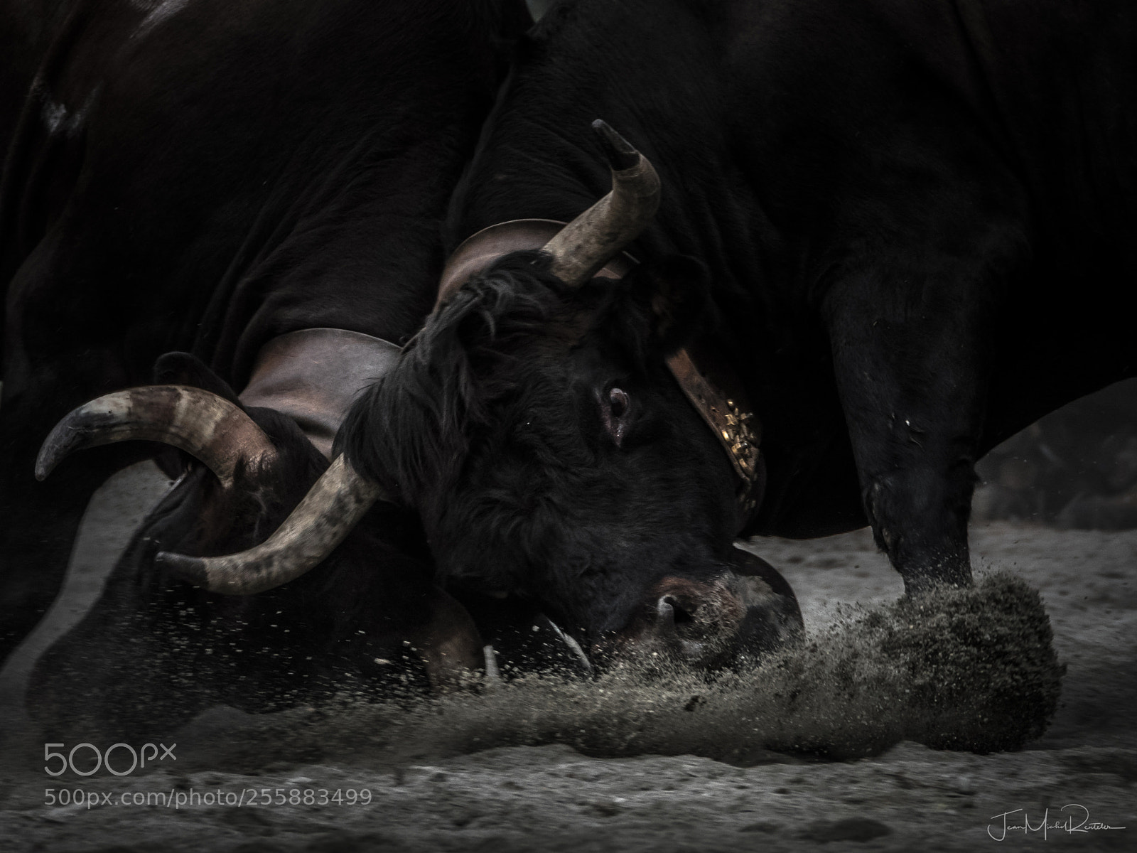 Panasonic Lumix DMC-GX8 sample photo. Combat de reines haud photography