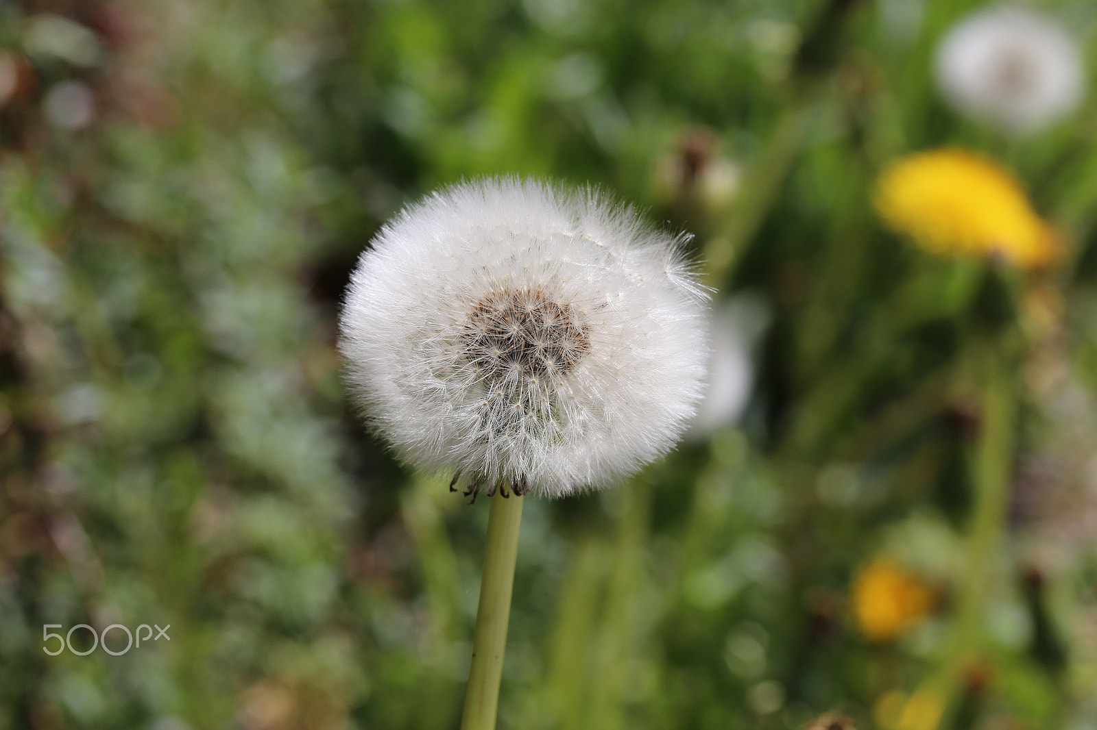 Canon EF 100mm F2.8L Macro IS USM sample photo. Img photography