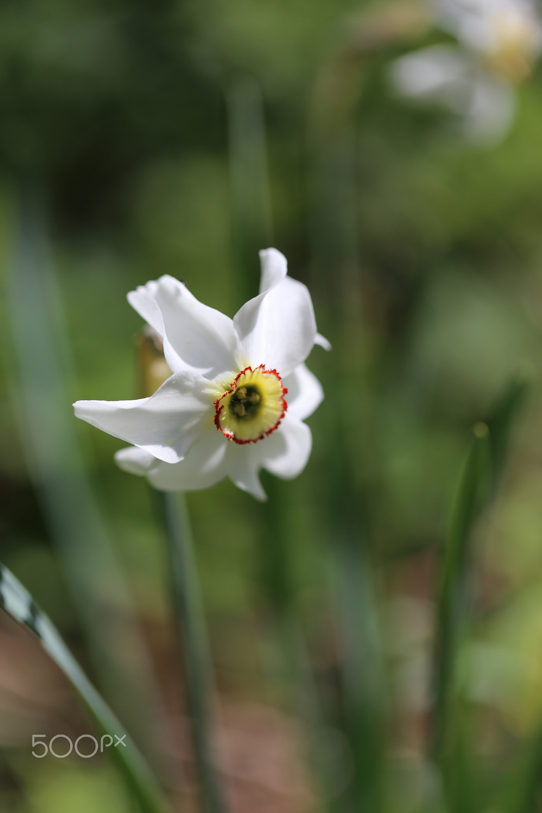 Canon EF 100mm F2.8L Macro IS USM sample photo. Img photography