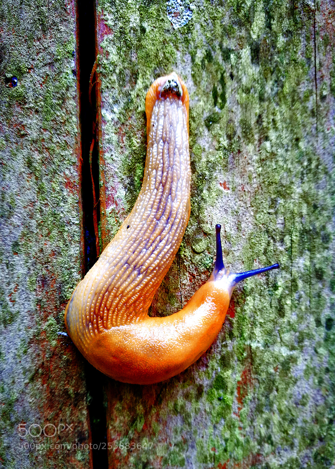 HUAWEI P9 sample photo. What is the question? photography
