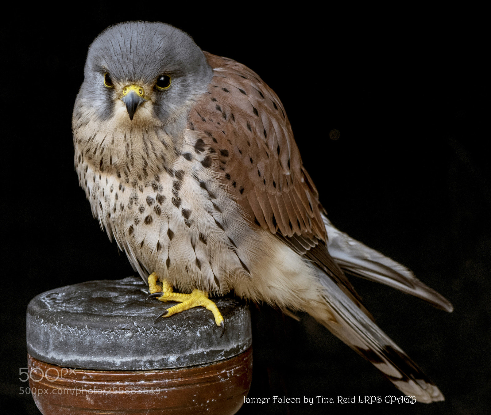 Nikon D500 sample photo. Lanner falcon photography