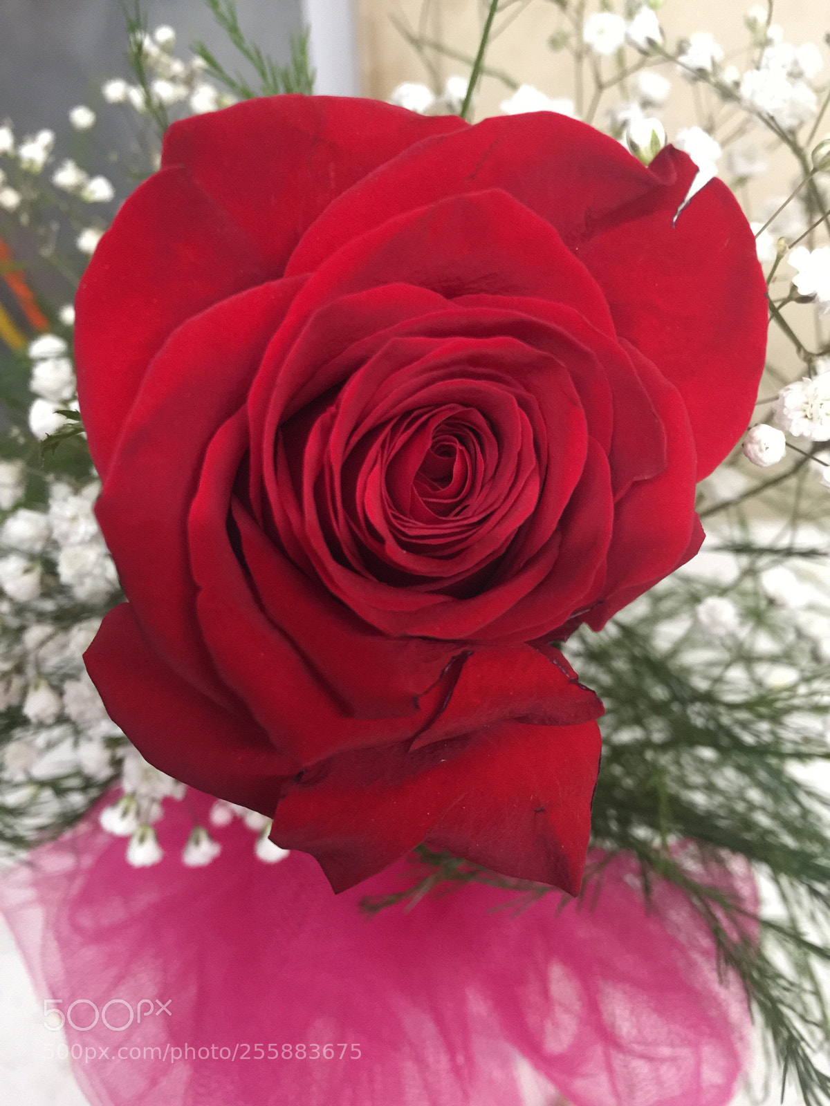 Apple iPhone 6 Plus sample photo. Today’s flower ?  photography
