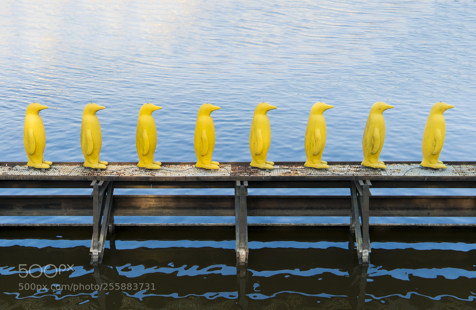 Sony a6300 sample photo. Penguin crossing photography