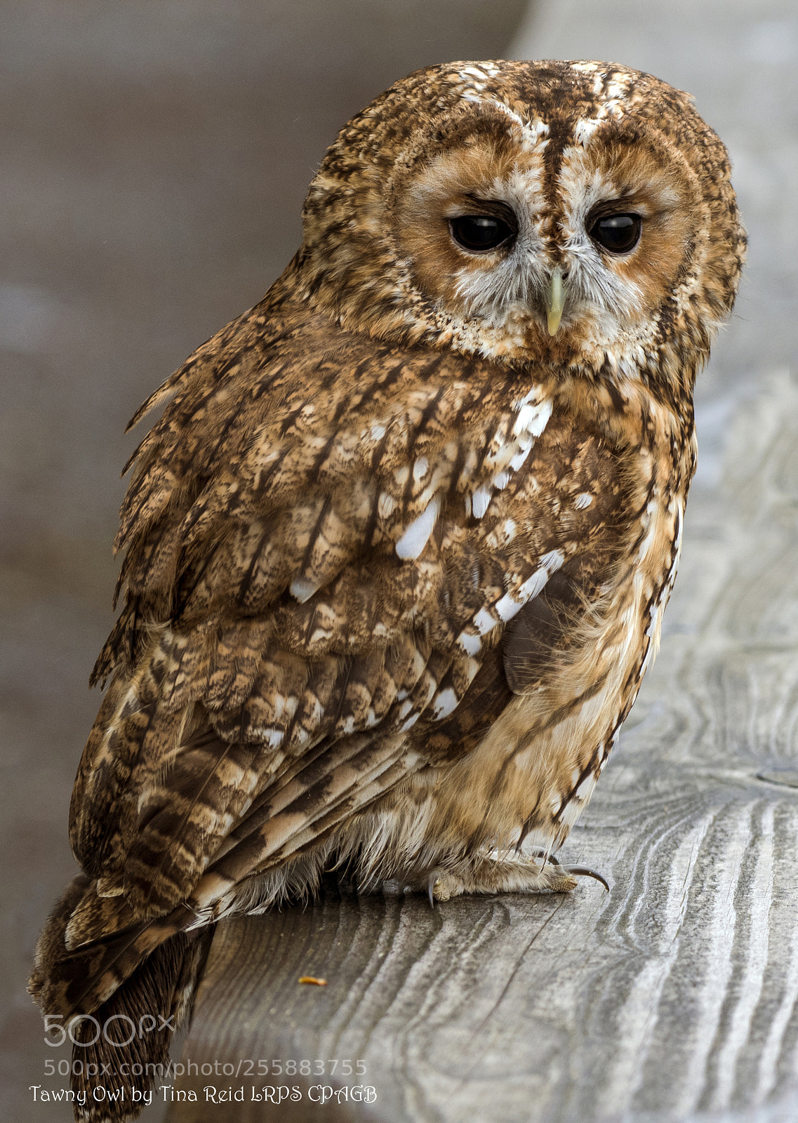 Nikon D500 sample photo. Tauny owl photography