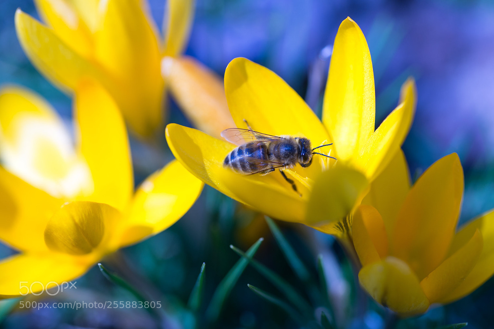 Nikon D600 sample photo. Пчел photography