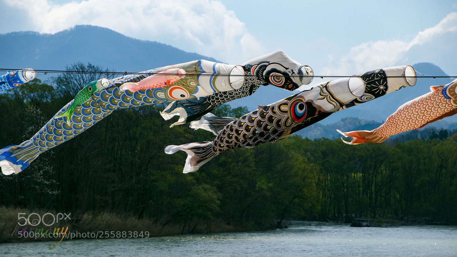 Canon EOS 6D sample photo. Swiming carp on the photography
