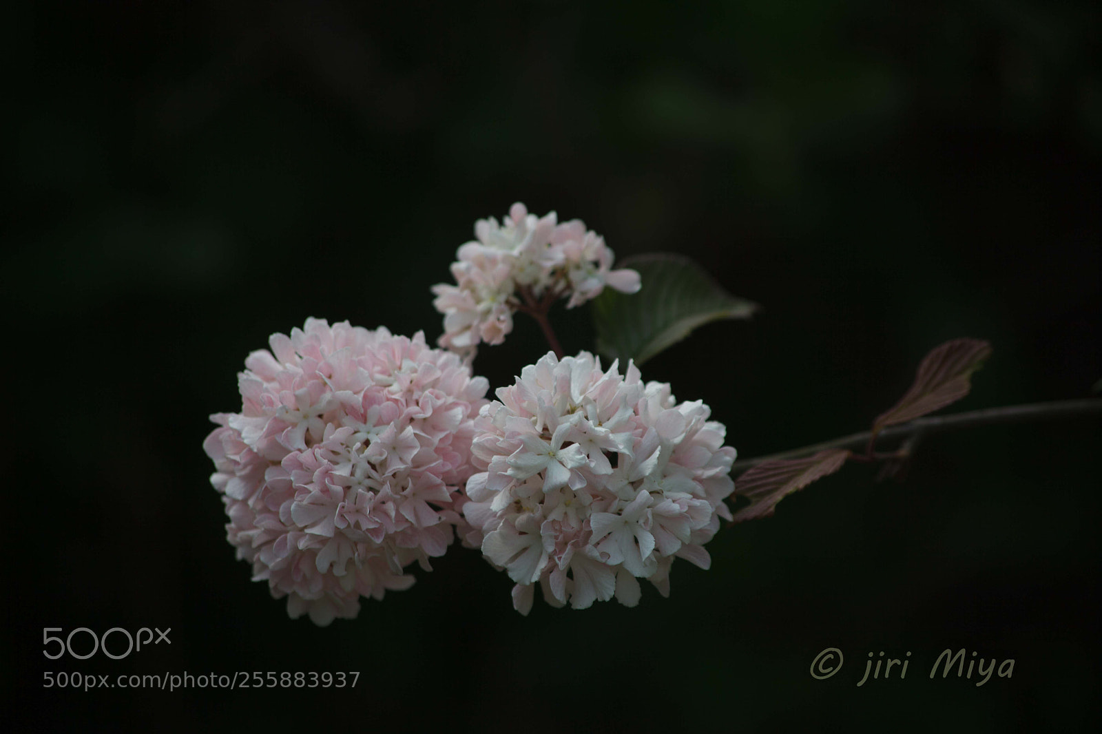 Canon EOS 5D Mark II sample photo. Pale pink photography