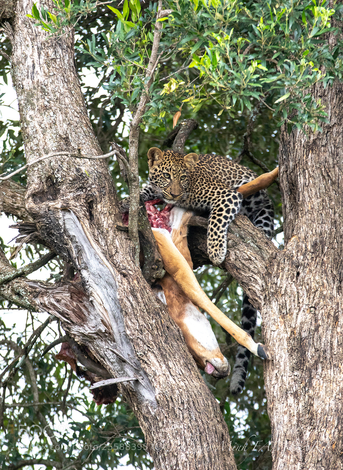 Canon EOS 5D Mark IV sample photo. Leopard from masai mara photography