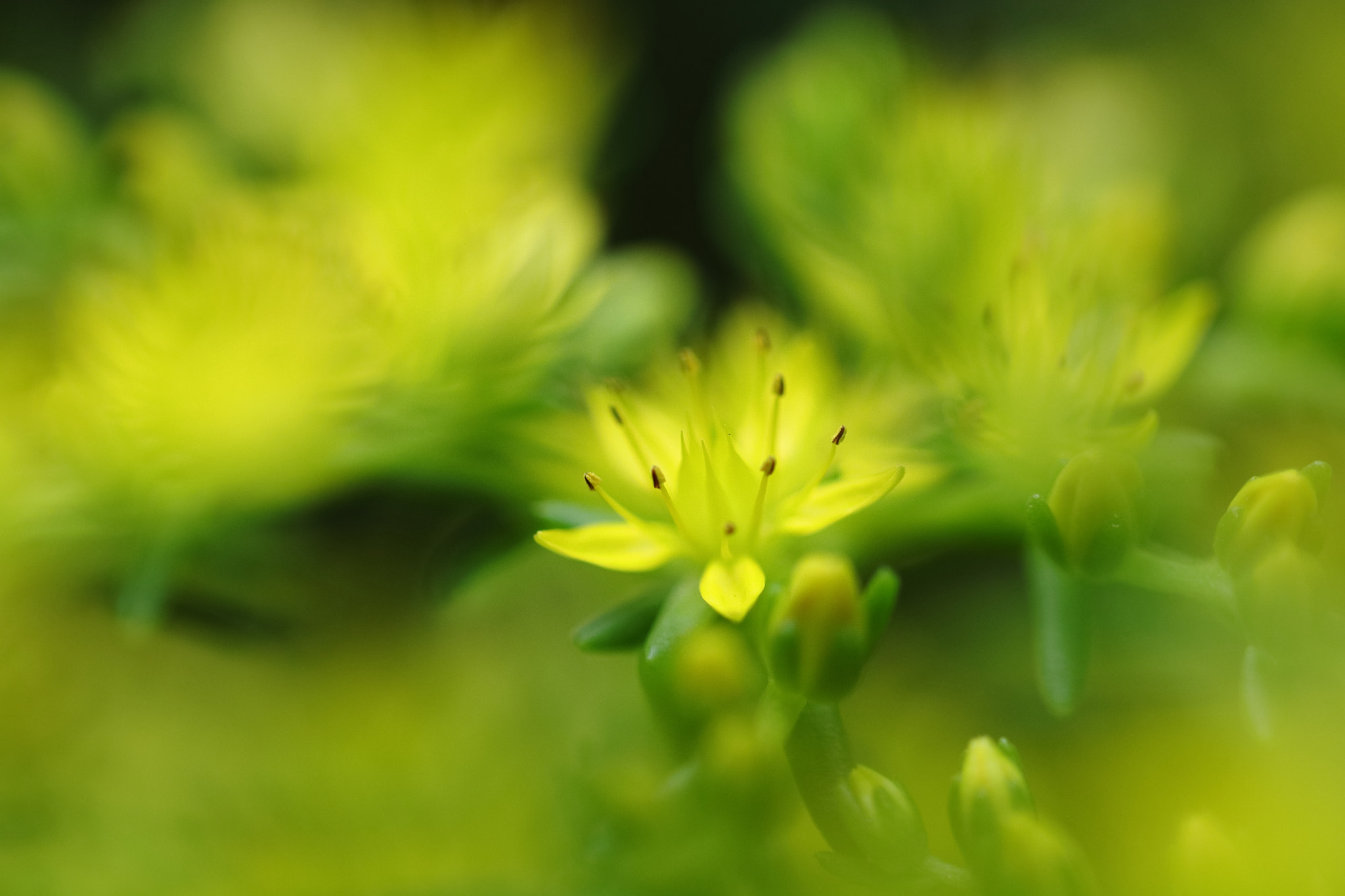 Canon EOS 200D (EOS Rebel SL2 / EOS Kiss X9) + Canon EF 100mm F2.8L Macro IS USM sample photo. Beautiful little yellow flowers img_0944 photography