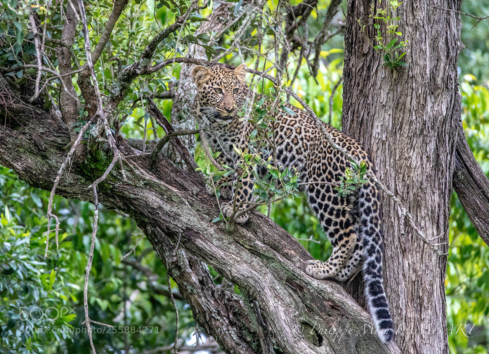 Canon EOS 5D Mark IV sample photo. Leopard from masai mara photography