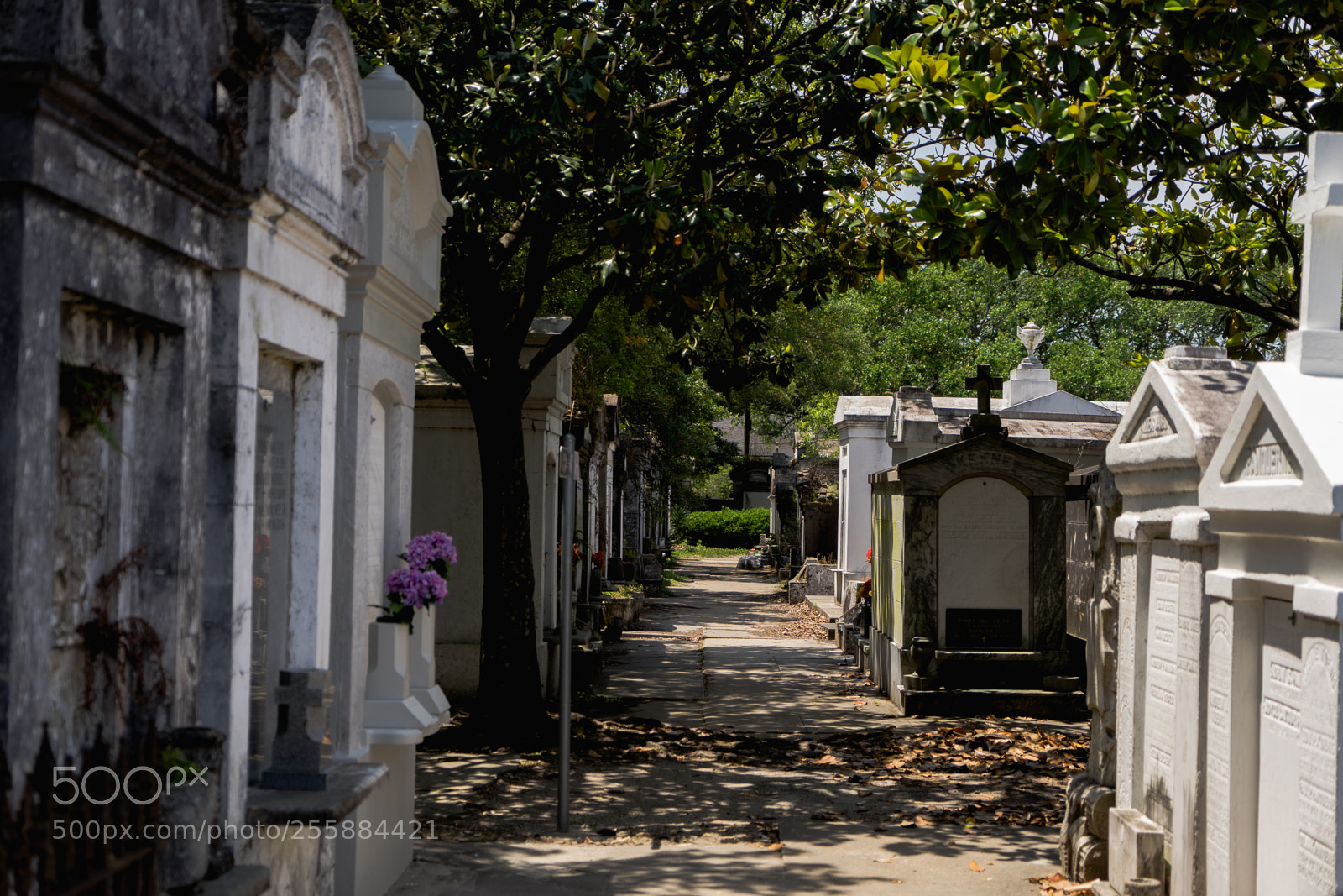 Sony a7 sample photo. Dsc photography