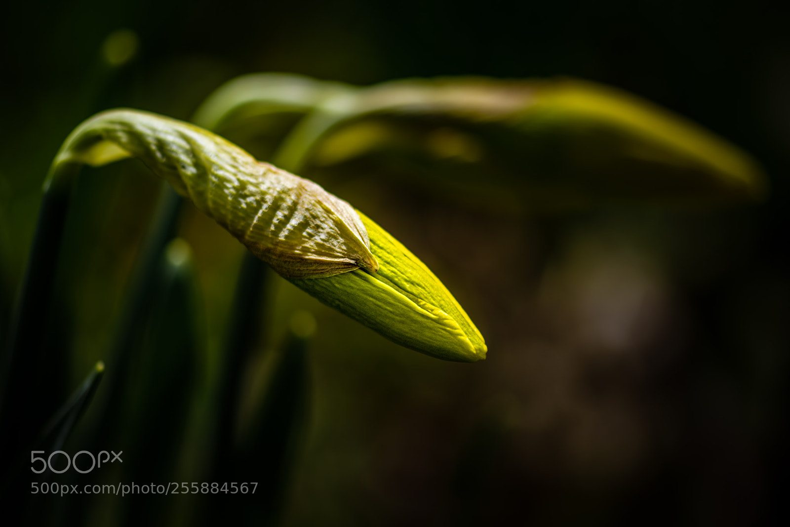 Nikon D7100 sample photo. Promise of spring photography