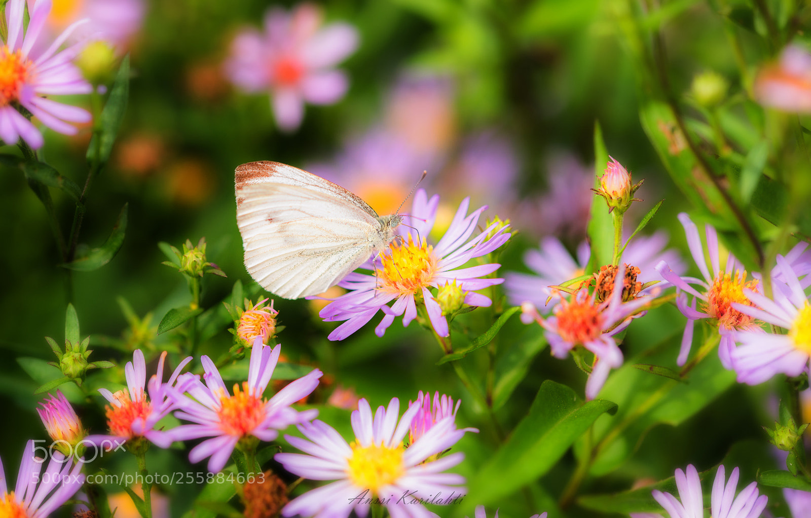 Nikon D600 sample photo. Colors photography