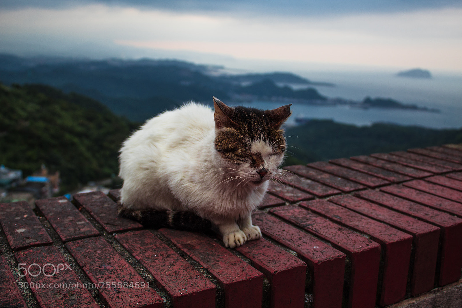 Canon EOS 1300D (EOS Rebel T6 / EOS Kiss X80) sample photo. Street cat photography