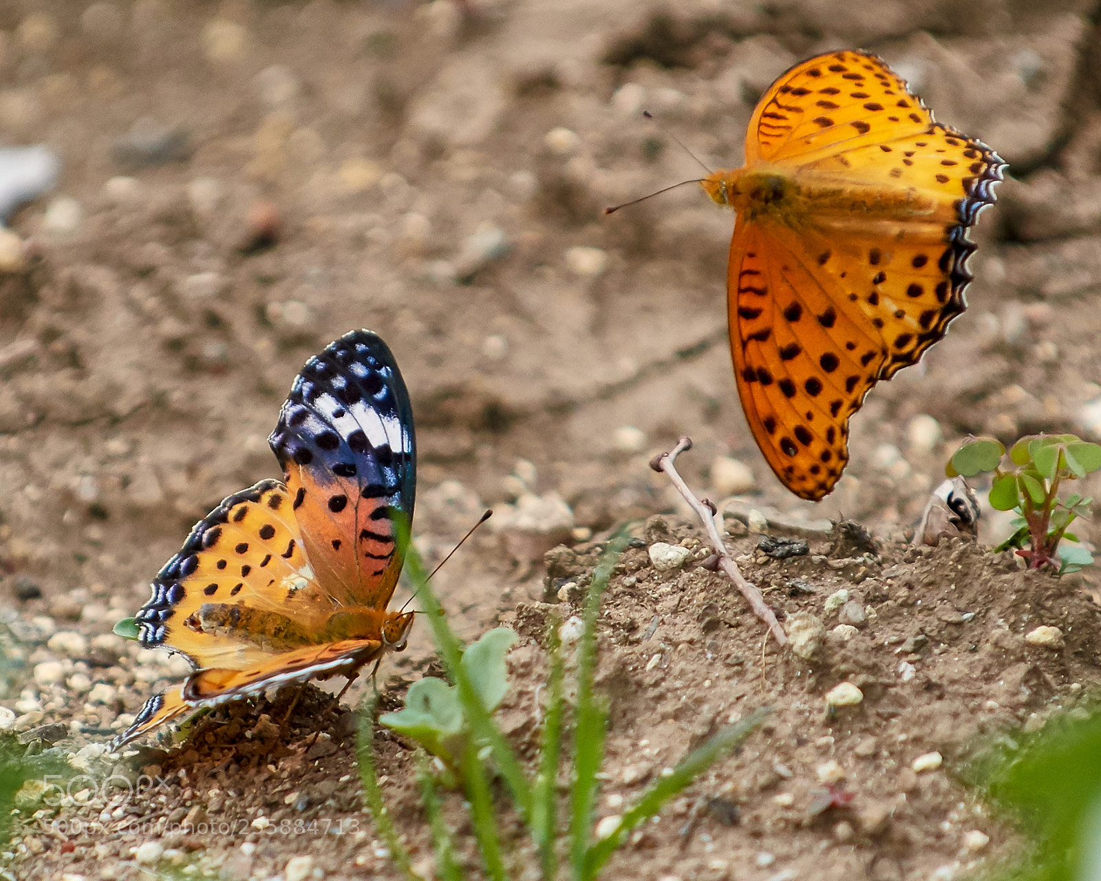 Nikon D500 sample photo. Gaze at each other photography