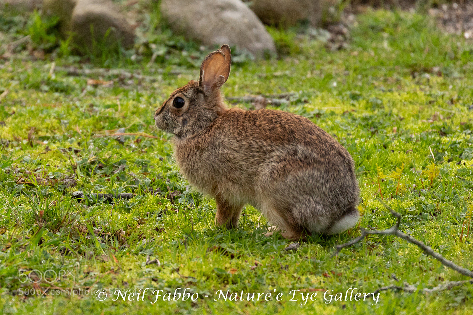 Canon EOS 5D Mark IV sample photo. Spring cottontail photography