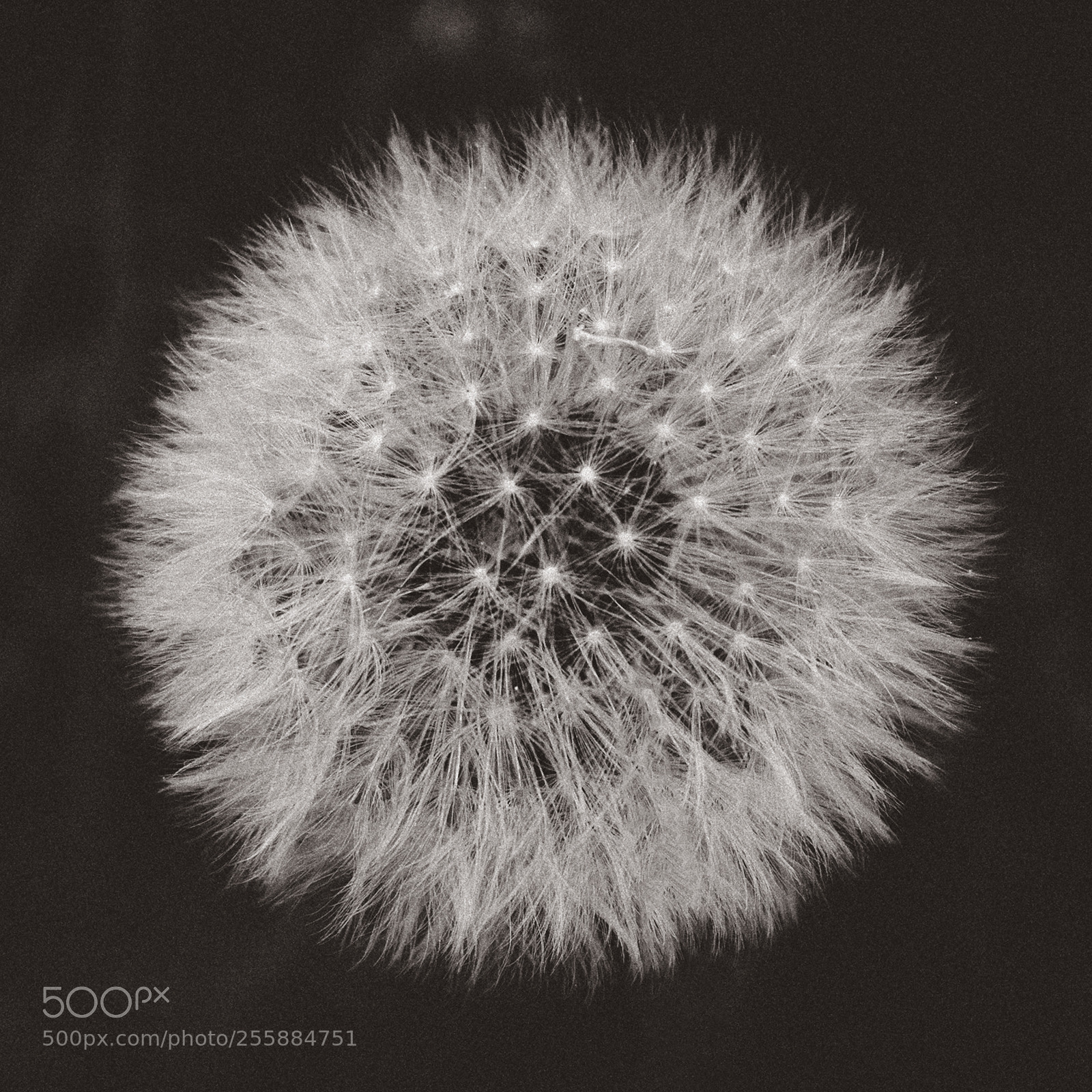 Canon EOS 6D sample photo. Dandelion b/w photography