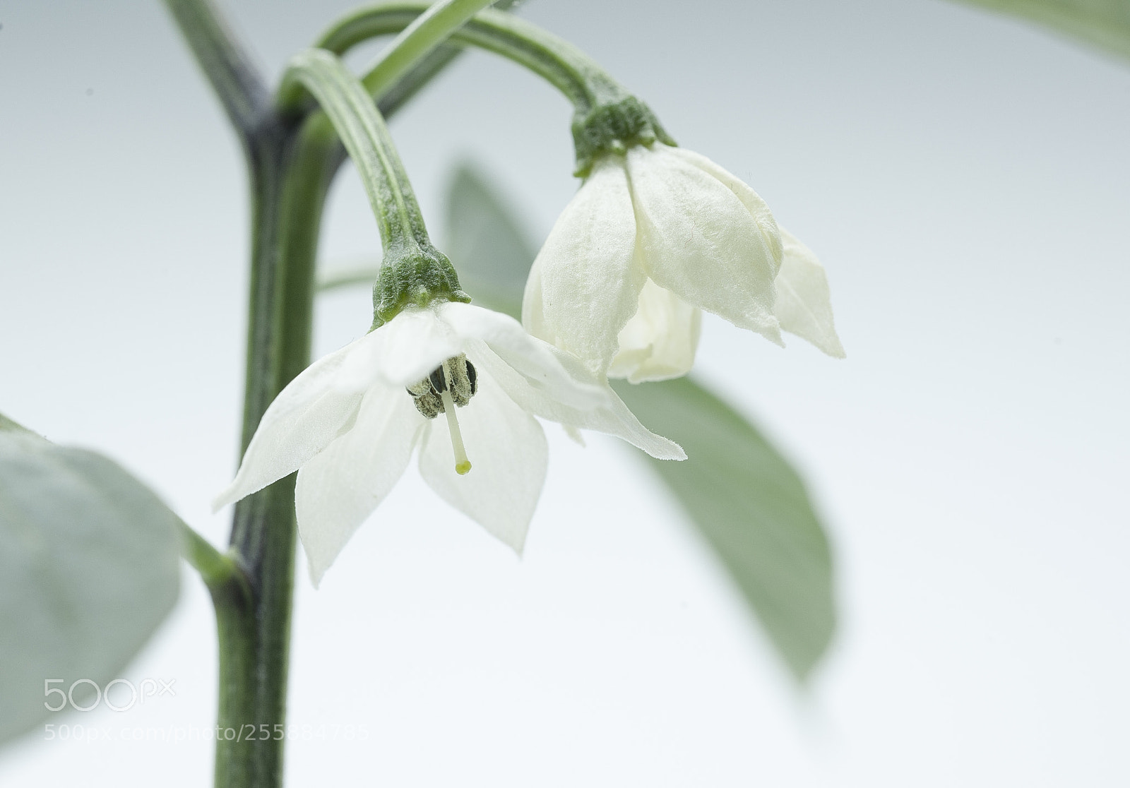 Nikon D700 sample photo. 中国辣子花 photography