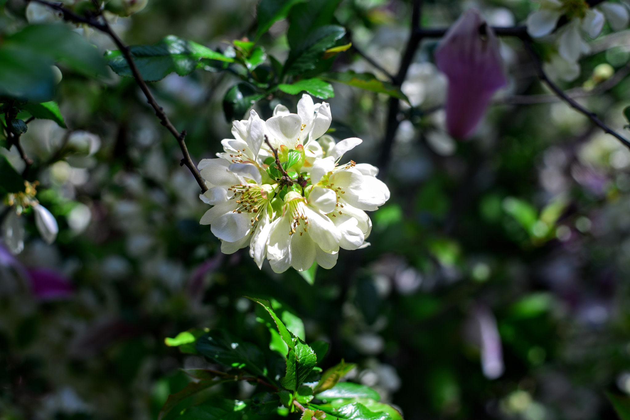Nikon D800 + Nikon AF-S Nikkor 50mm F1.8G sample photo. Spring happiness.. photography