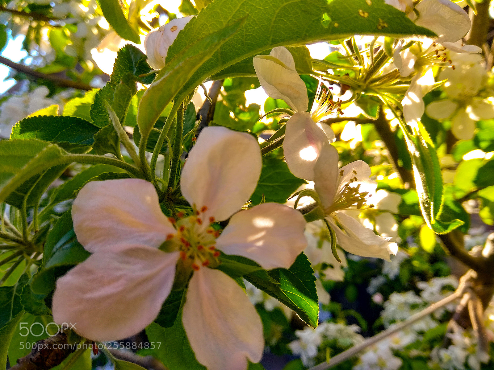 Xiaomi Redmi Note 4 sample photo. Apple blossom photography