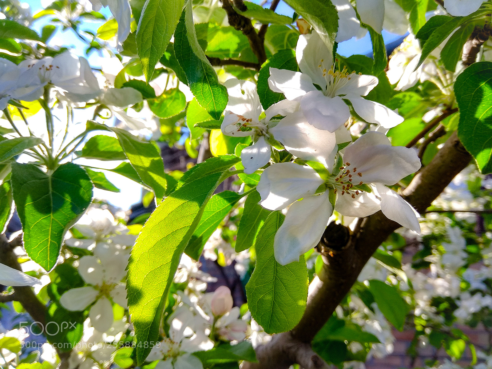 Xiaomi Redmi Note 4 sample photo. Apple blossom photography