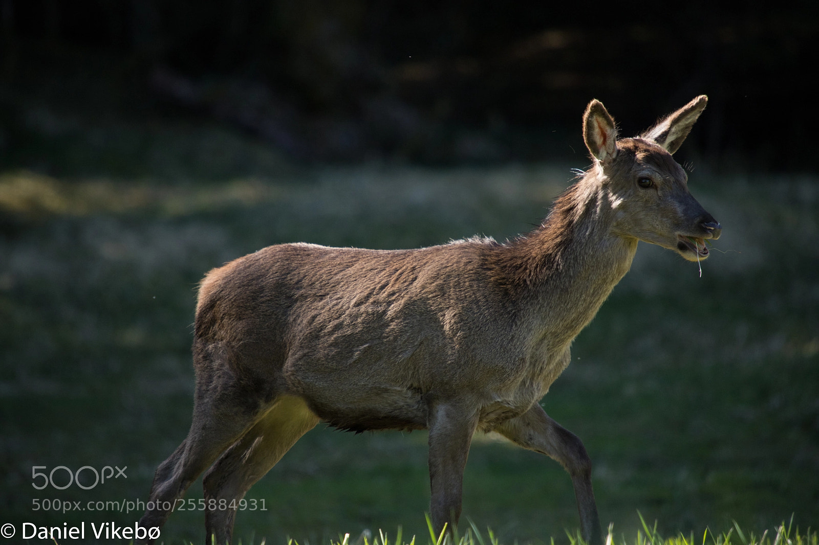 Canon EOS 6D Mark II sample photo. Deer photography