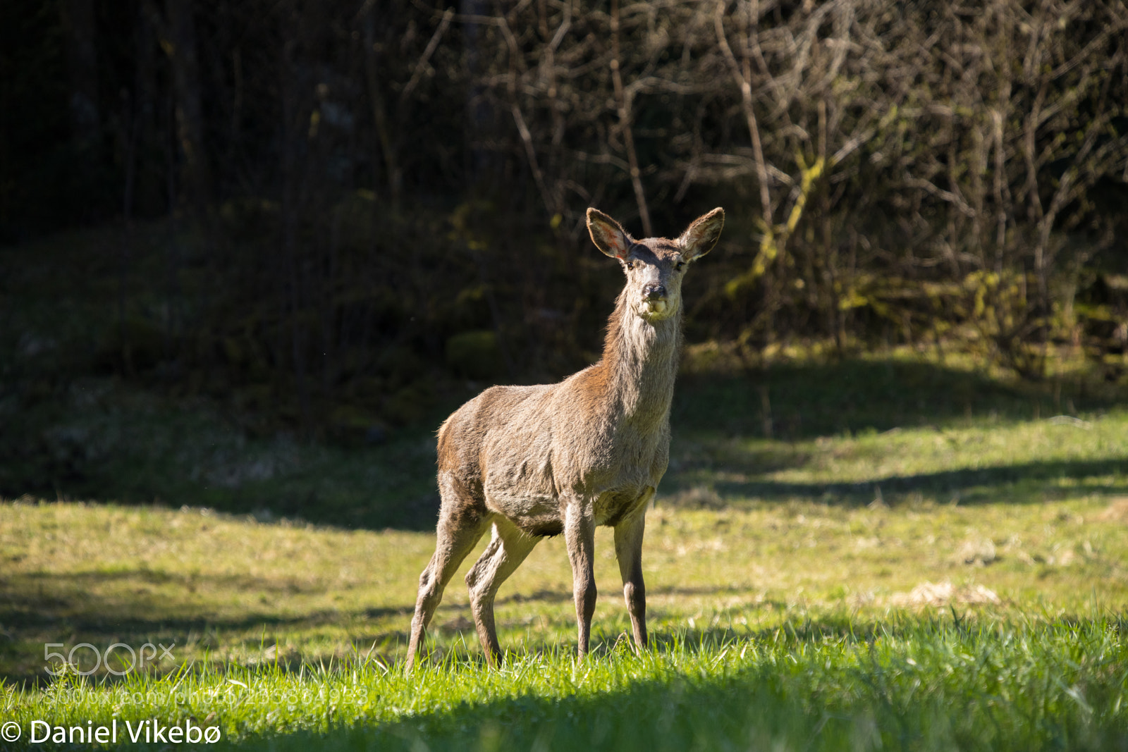 Canon EOS 6D Mark II sample photo. Deer photography