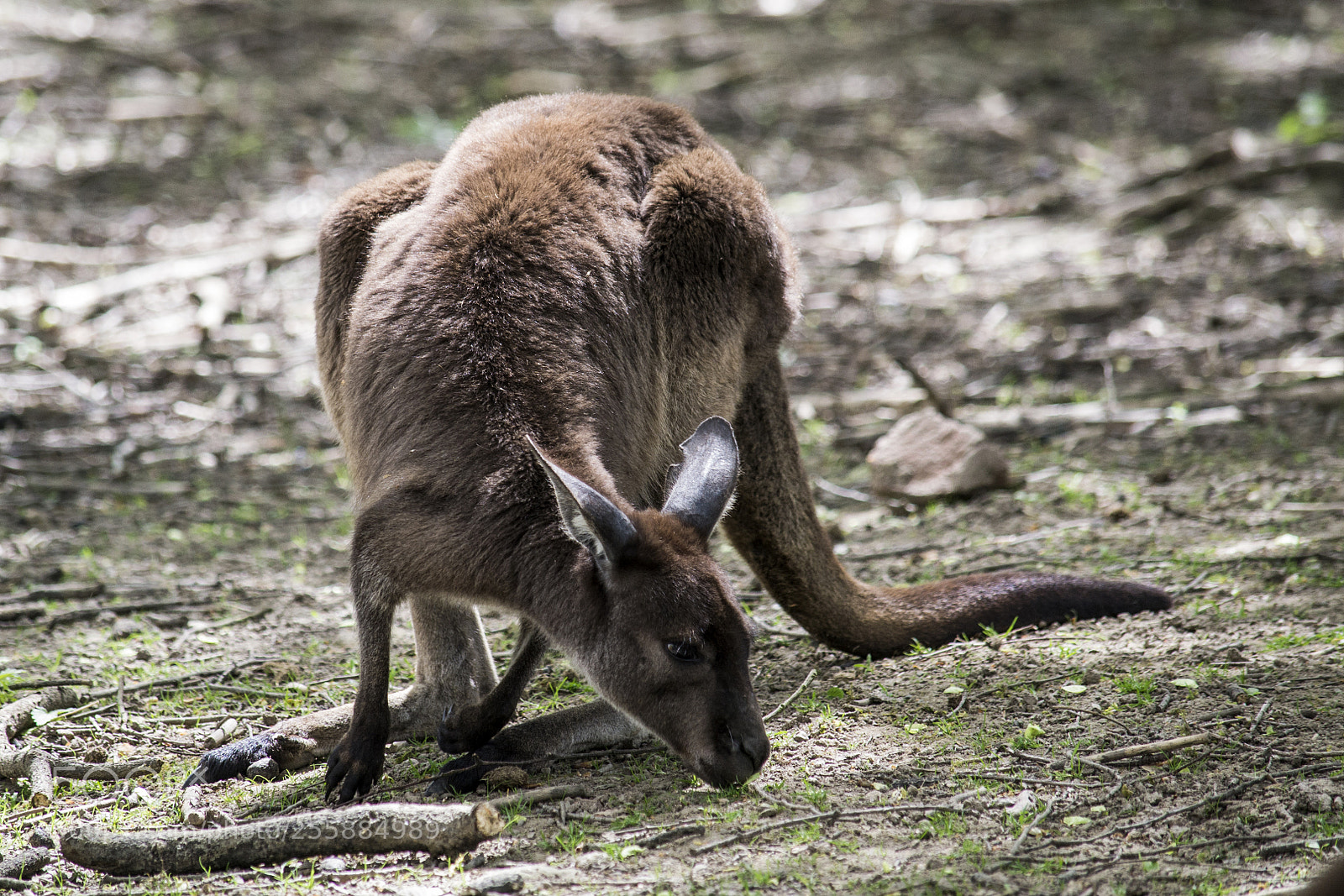 Nikon D3100 sample photo. Kangaroo (wallabia rufogrisea) photography