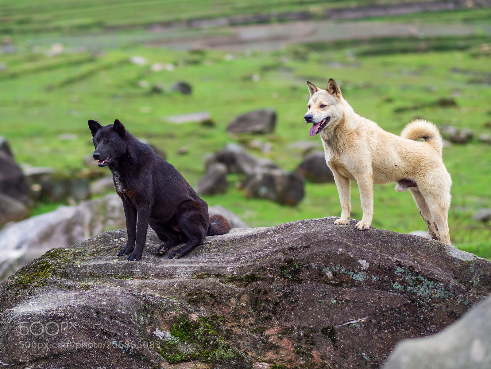 Olympus OM-D E-M10 II sample photo. Two dogs in sapa photography