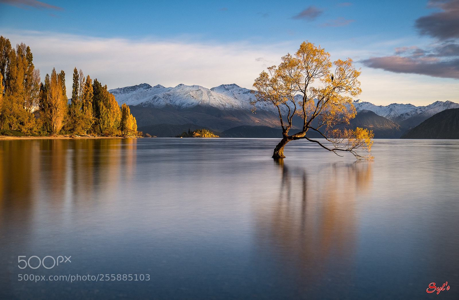 Fujifilm X-T2 sample photo. Golden wanaka tree photography