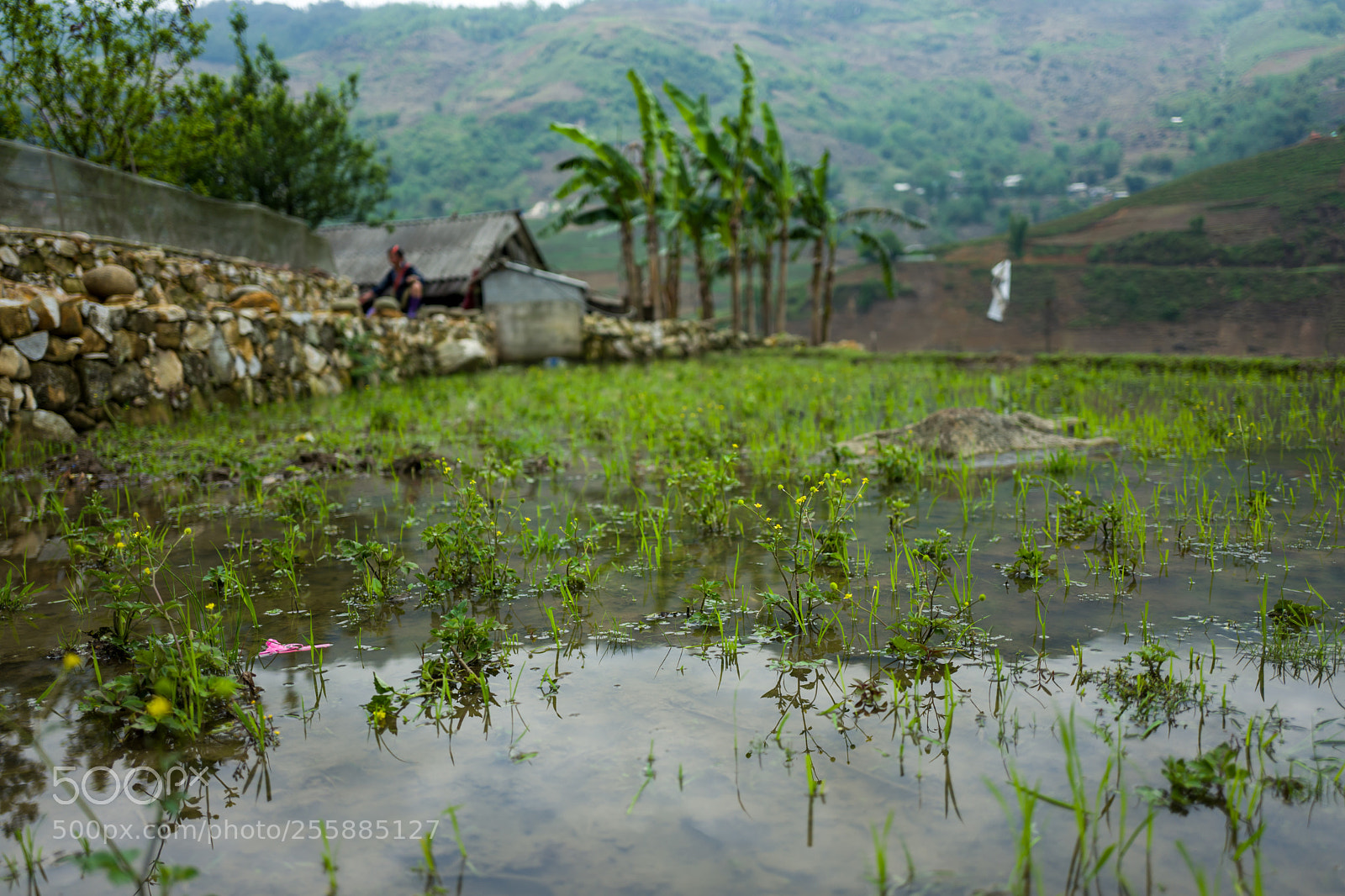 Leica Q (Typ 116) sample photo. Landscape and rice terraces photography