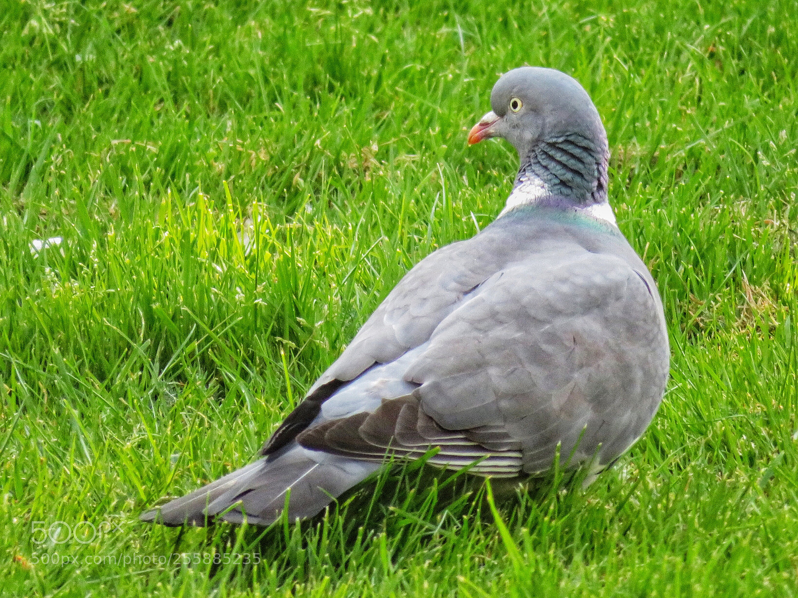 Canon PowerShot SX720 HS sample photo. Wood pigeon photography